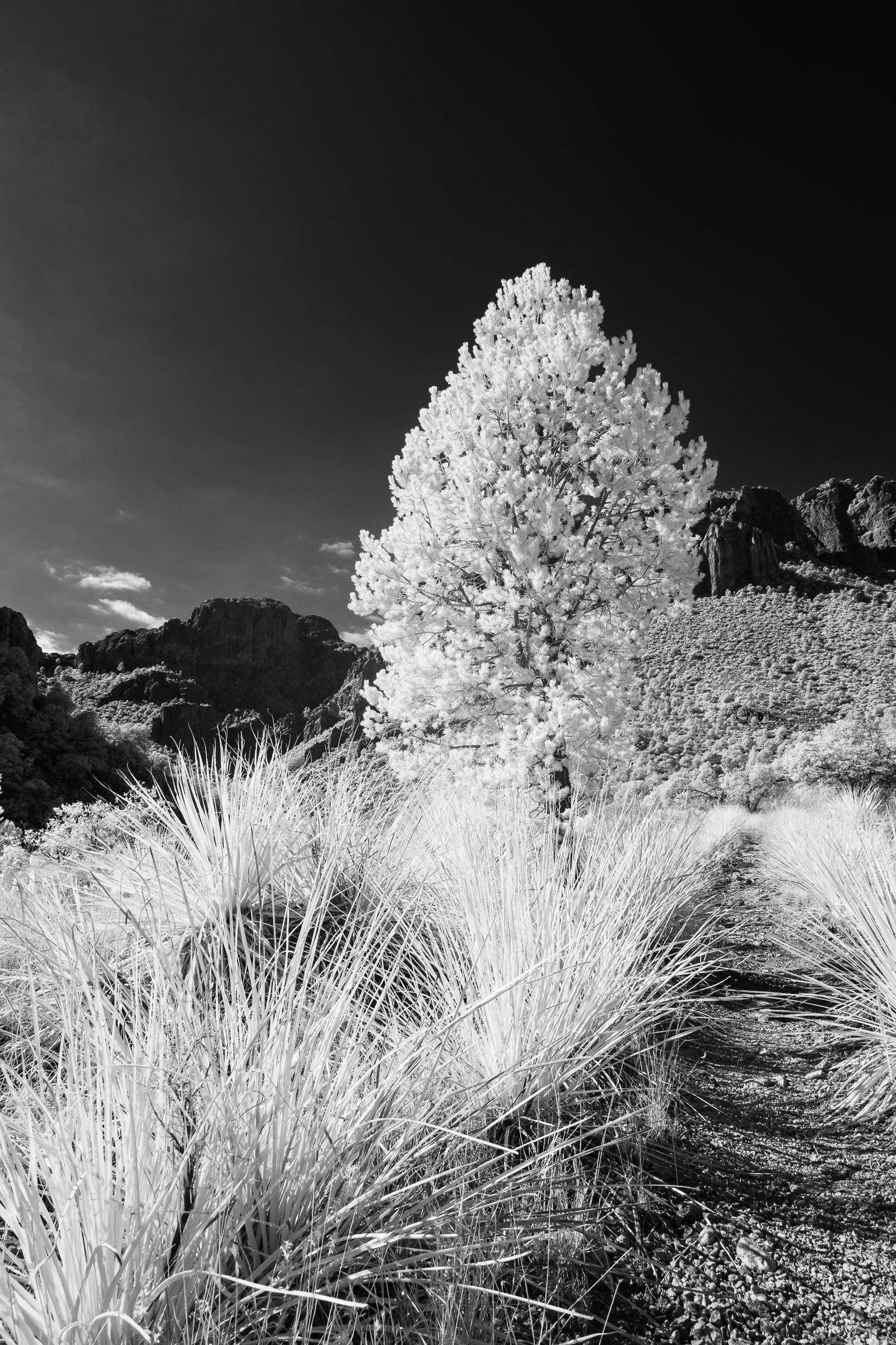 Pine Canyon IR